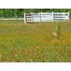 Brenham: Wildflower Rd. outside of Brenham Texas