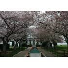 Fort Oglethorpe: Cherry Blossoms at the Old Post Hospital