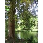 Vernonia: Rock Creek