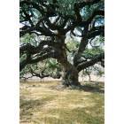 Leakey: oldest oak