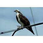 Deal Island: An osprey sitting on the telephone wire by the side on Deal Isalnd Road, approaching Chance.