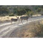 Fort Stockton: Doe Mule Deer and Bambi at the Glass Mountian Ranch