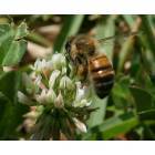 Bossier City: Bee on Clover