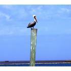 Grand Isle: PELICAN ON A POST AT THE CANAL ENTRANCE TO PELICAN POINTE