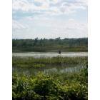 Plattsburgh: great blue heron, Au Sable Point