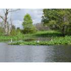 Lake Panasoffkee: Withlacoochee River Lake Panasoffkee, Fl