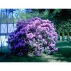 Biglerville: Rhododendron