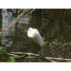 Snowy Egret seen along the Bronx River Walk in Bronxville, New York!