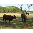 Kennedale: Cattle graze on private property near Swiney-Hiett Rd.