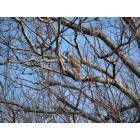 Braceville: Hawk in a tree across From Exelon