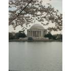 Washington: : Cherry blossom