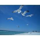 Florida Seagulls