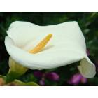 Pacific Grove: Wild Calla Lily found in George Washington Park
