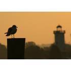 Fond du Lac: Sunrise over Lakeside Park- Gull and Lighthouse