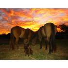 Aubrey: Sunset in Aubrey - Horse Country USA