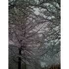 Erie: : trees after a snowstorm