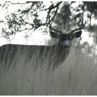 Tehachapi: Stallion Spring Buck