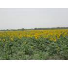 Orange Grove: Sunflower Farm Just Outside Orange Grove, TX