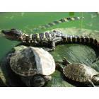 Marrero: baby gator and turtles - Lafitte Swamp Tour Marrero, LA
