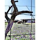 Martinsville: : cows on cragen road