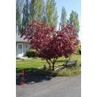Tieton: Flowering Apple Tree in Tieton, WA