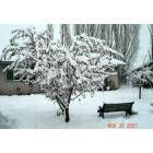 Tieton: Tree in Winter