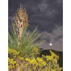 Alamogordo: Oliver Lee State Park-moonrise