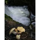Crestone: mushrooms by creek in Crestone