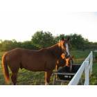 Orange Grove: horses At El Rancho De Cortinas Orange Grove Texas......