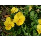 Gainesville: Yellow landscape flower, Compass Bank, Archer Rd & 34th St SW