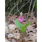 Luther: Lady Slipper in the Manistee Forest