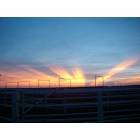 Pampa: Sunrise at the feedlot