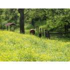 Goodlettsville: Cows at Root Hollow Simmentals