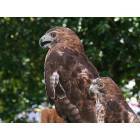 Denton: : Hawks at wildlife booth, Caroline Summerfest, Denton, MD