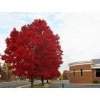 Easton: Beautiful red trees in Fall. In front of Easton YMCA building.