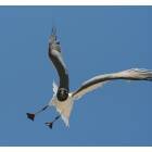 Corpus Christi: Gulf of Mexico Seagull Corpus Christi Texas