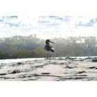 Sunset Beach: Lone Bird on Sunset Beach strand in january