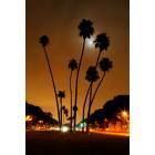 Los Angeles: : Palm trees at an intersection at Beverly Hills