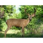 Foresthill: Young buck in downtown Foresthill, CA