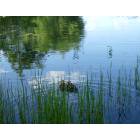 Litchfield: Ducks on Buker Pond