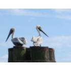 Sneads Ferry: Pelicans on the intracoastal waterway