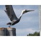 Sneads Ferry: takin' off in Sneads Ferry