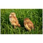 Lehigh Acres: Burrowing Owls