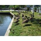 Wading River: Wading River's Duck Pond