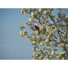 Avon: Red Bird in tree