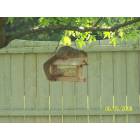 Avon: Squirrel at bird feeder