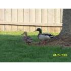 Avon: Mr. & Mrs. Duck in our backyard