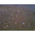 Bolivar Peninsula: shells, shells, shells- crystal beach july 2008
