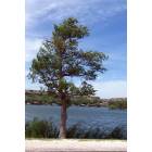 Lubbock: Tree On Buffalo Lake Summer of 08