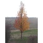 Winchester: A lonely tree shivering in the fall foliage.